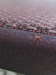 Philodromus rufus pacificus