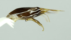 Afreumenes melanosoma