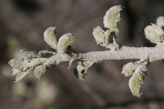 Cystotheca lanestris