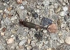 Machilinus aurantiacus