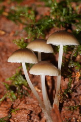Mycena tuvara