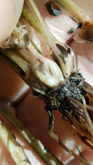 Isoetes melanopoda