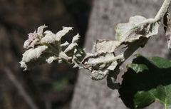 Cystotheca lanestris