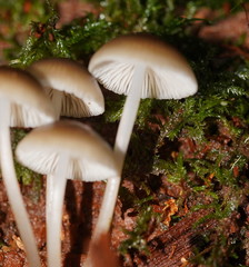 Mycena tuvara