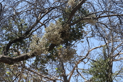 Cystotheca lanestris