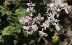 Cystotheca lanestris