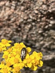 Acmaeodera connexa
