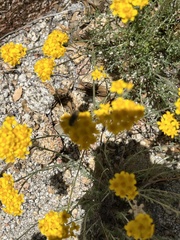 Acmaeodera connexa