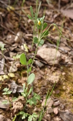 Coronilla scorpioides