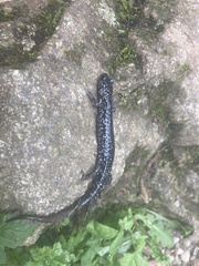 Plethodon cylindraceus