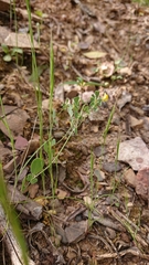 Coronilla scorpioides
