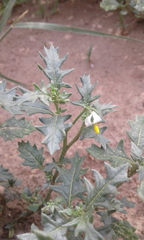 Solanum triflorum