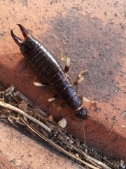 Gonolabis marginalis