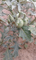 Solanum triflorum
