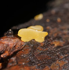 Heterotextus miltinus