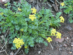 Cymopterus hallii