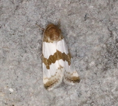 Schinia chryselloides