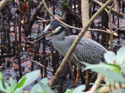 Nyctanassa violacea image