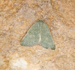 Numia bicoloraria