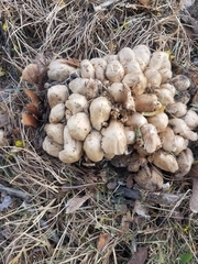 Coprinopsis atramentaria