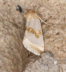 Schinia chryselloides