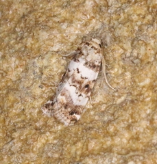 Pseudacontia crustaria