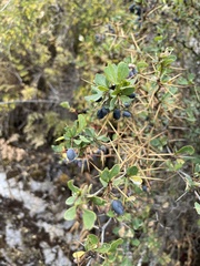 Berberis boliviana