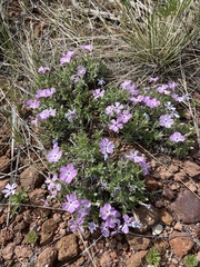 Phlox alyssifolia