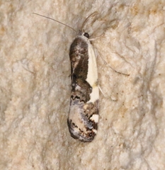 Tarache augustipennis