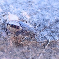 Heterogaster urticae