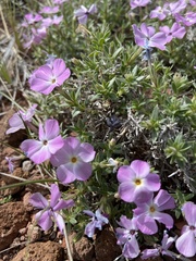 Phlox alyssifolia