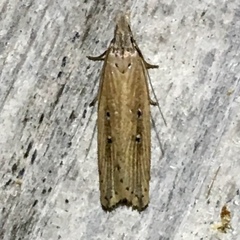 Dichomeris bipunctellus