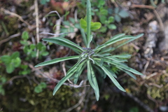Erysimum sylvestre