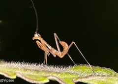 Hierodulinae