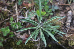 Erysimum sylvestre