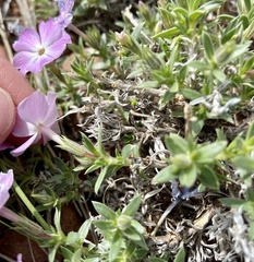 Phlox alyssifolia
