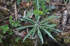 Erysimum sylvestre