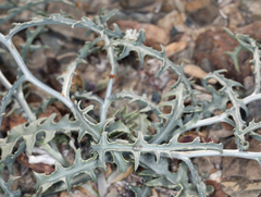 Stephanomeria parryi