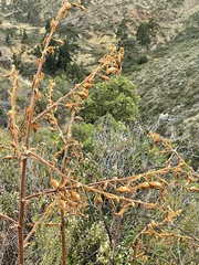 Puya ferruginea