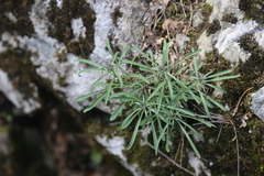 Erysimum sylvestre