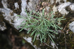 Erysimum sylvestre