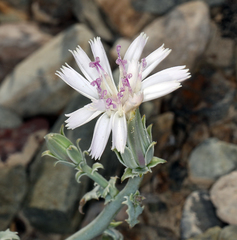 Stephanomeria parryi