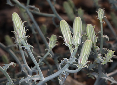 Stephanomeria parryi