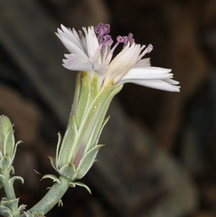 Stephanomeria parryi