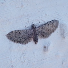 Eupithecia ultimaria