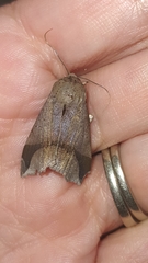 Pseudophisma aeolida