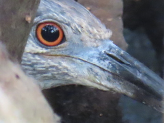 Nyctanassa violacea violacea