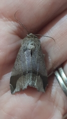 Pseudophisma aeolida