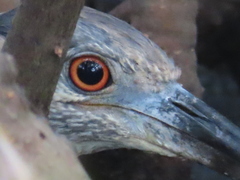 Nyctanassa violacea violacea