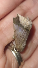 Pseudophisma aeolida